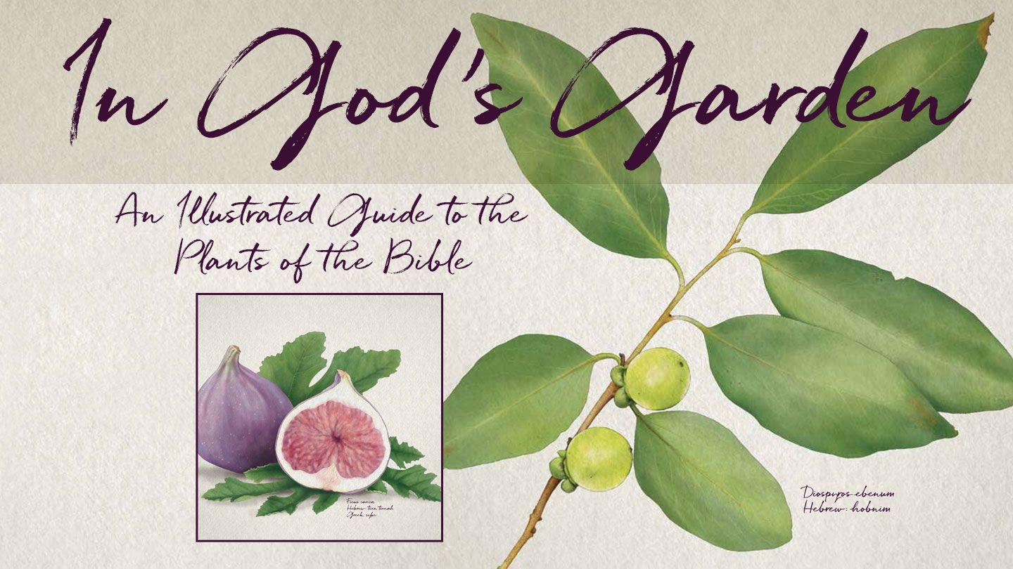 In God’s Garden  Genesis 1:12 New International Version